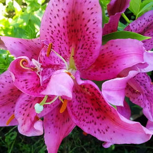  Лилия восточная Dуnamite (Динамит)