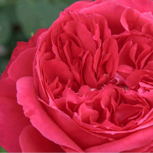 Саженцы Роза парковая Рубан Руж