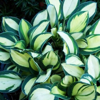 Саженцы Хоста Desert Mouse (Десерт Маус) S