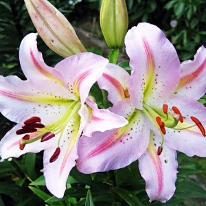  Лилия восточная Bergamo (Бергамо)