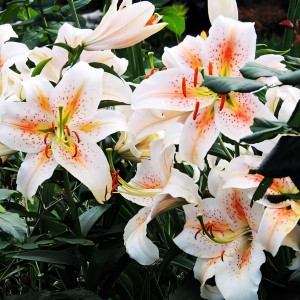  Лилия восточная Salmon Star (Салмон Стар)