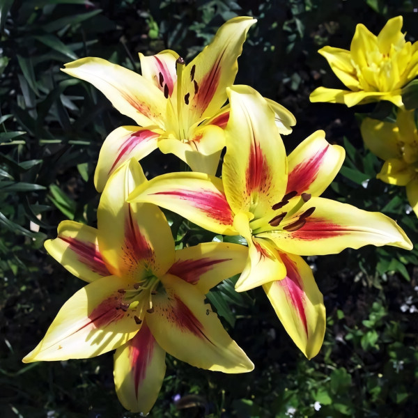 Луковицы  Лилия ОА гибрид Sunny Crown (Санни Краун) (3шт.)