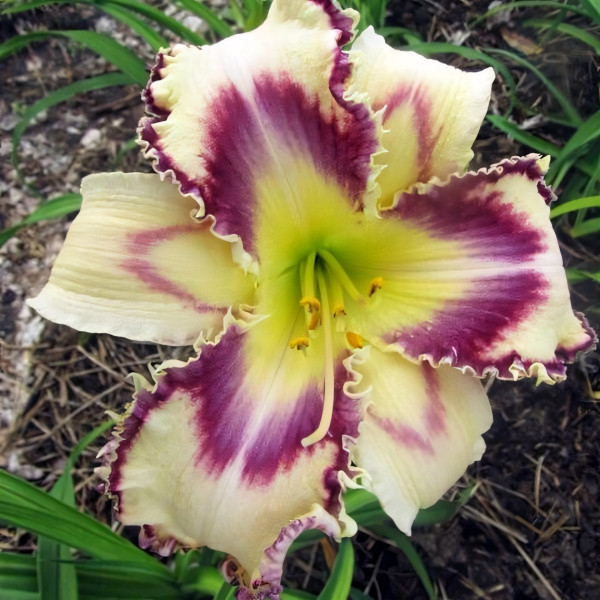 Саженцы Лилейник Angel Fairy Tern (Энджел Фэйри Тёрн)