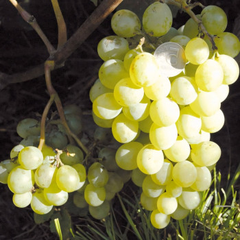 Саженцы Виноград Амурский белый