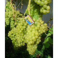 Саженцы Виноград кишмиш Белое пламя