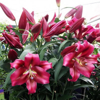 Луковицы Саженцы Лилия ОТ гибрид Fujian (Фудзиан) (3шт.)