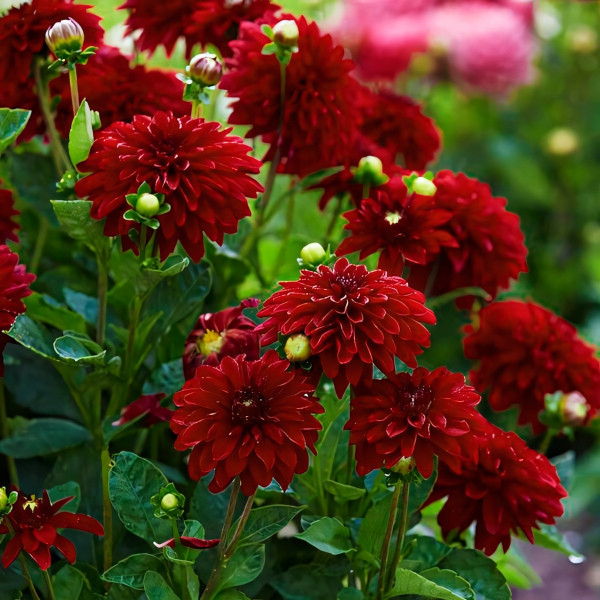 Саженцы Георгина Melody Mambo (Мелоди Мамбо)