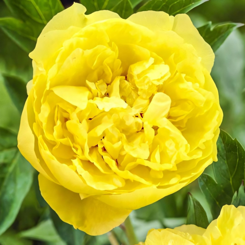 Саженец Пион Лаура Десерт