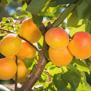 Саженцы Абрикос Айсберг