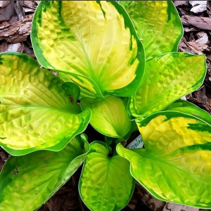 Саженцы Хоста Rainforest Sunrise (Рейнфорест Санрайз) М