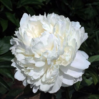 Саженцы Пион Dr.F.G. Brethour (Доктор Эф Джи Бретур)