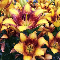 Луковицы  Лилия ЛА гибрид Sweet Valley (Свит Вэлли) (3шт.)