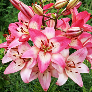  Лилия азиатская Rosella's Dream (Розеллаз Дрим)