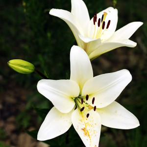  Лилия азиатская Yeti (Йети)