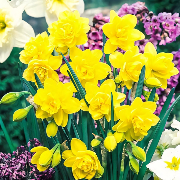 Луковицы Нарцисс махровый Голден Дукат (в упаковке - 3шт.)