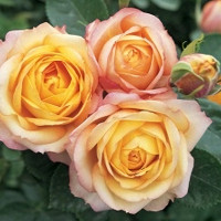 Саженцы Роза спрей Беби Романтика