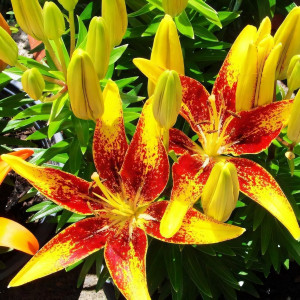  Лилия азиатская Tiny Sensation (Тайни Сенсейшн)