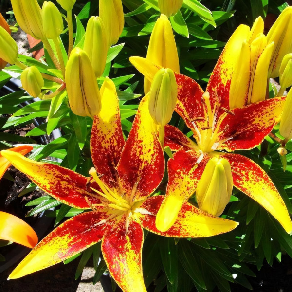 Луковицы  Лилия азиатская Tiny Sensation (Тайни Сенсейшн) (3шт.)