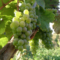 Саженцы Виноград Рислинг