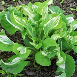 Саженцы Хоста Royal Tiara (Роял Тиара) М