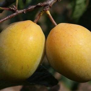 Саженцы Слива Золотистая Крупная