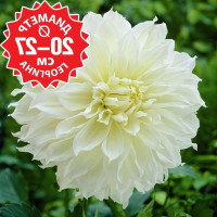 Саженцы Георгина Fleurel