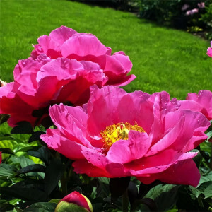 Саженцы Пион Paula Fay (Паула Фэй)