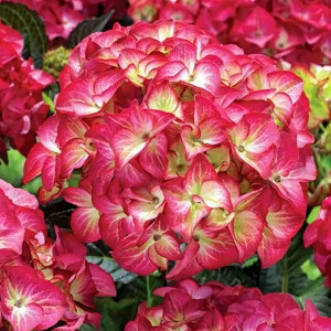 Гортензия крупнолистная Red Angel