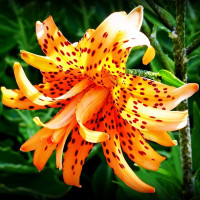Луковицы  Лилия тигровая Flore Pleno (Флора Плена) (3шт.)