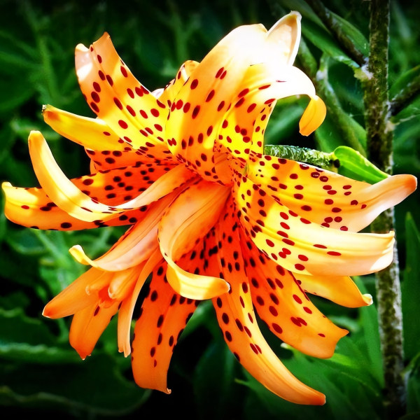 Луковицы  Лилия тигровая Flore Pleno (Флора Плена) (3шт.)