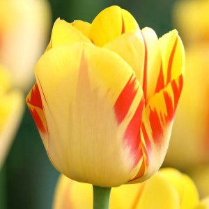 Тюльпан Ла Куртин (в упаковке - 3шт.)