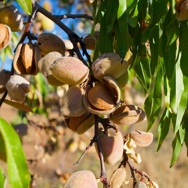 Саженцы Миндаль Милас