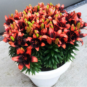  Лилия азиатская Tiny Ink (Тайни Инк)