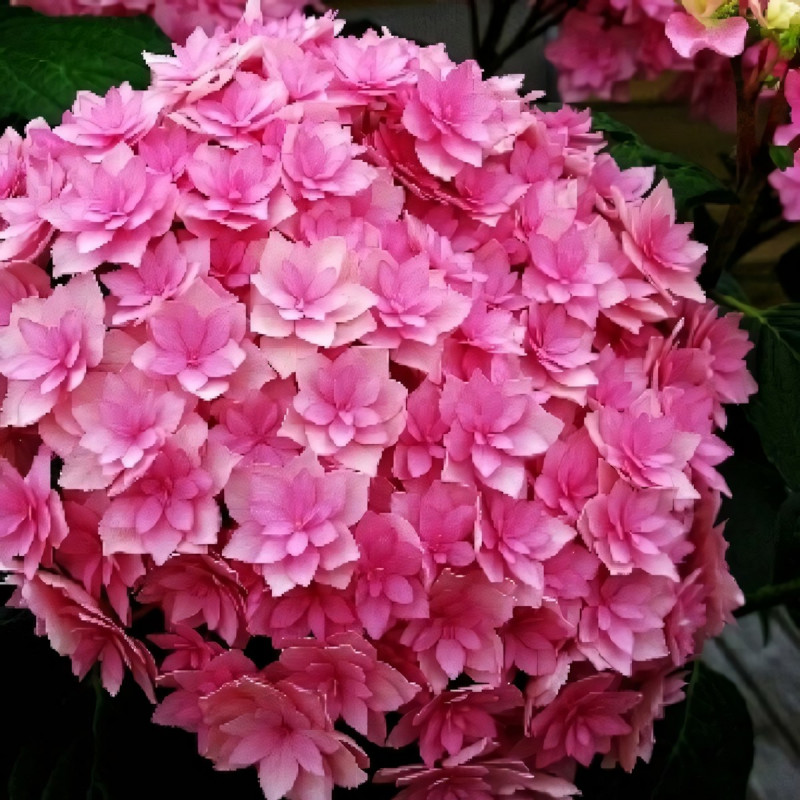 Саженец Гортензия крупнолистовая You and Me Expression (Ю энд Ми Экспрешен)