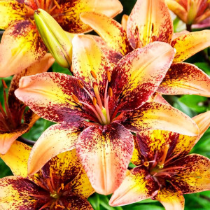  Лилия биколор азиатская Tribal Dance (Трибал Данс)