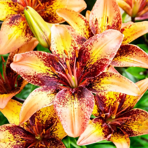 Луковицы  Лилия биколор азиатская Tribal Dance (Трибал Данс) (3шт.)