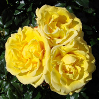 Саженцы Роза флорибунда Артур Белл