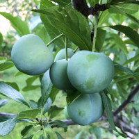 Саженцы Слива Блю Фри