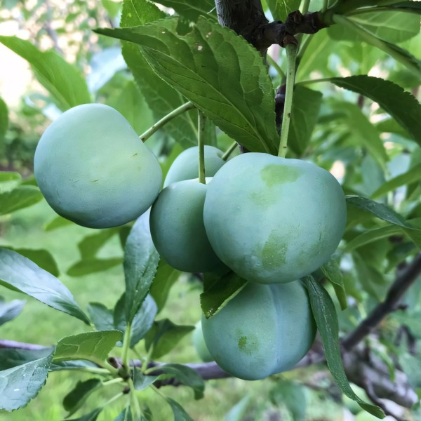 Саженцы Слива Блю Фри