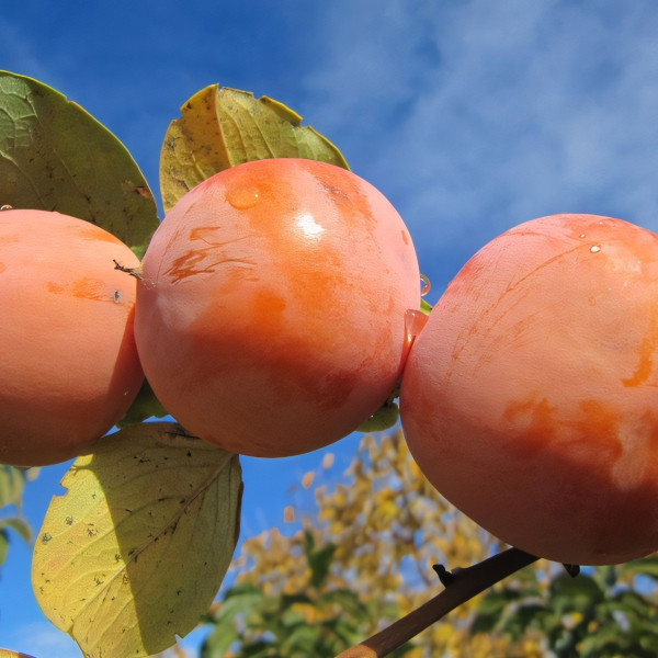 Саженцы Хурма Виргинская Крупная
