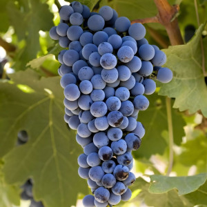Саженцы Виноград Каберне Совиньон