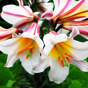  Лилия трубчатая Regale Album (Регале Албум)