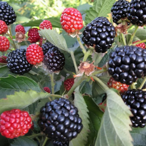 Саженцы Ежевика Джамбо