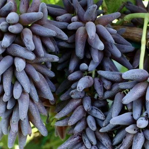 Саженцы Виноград кишмиш Черный палец