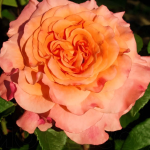 Саженцы Роза чайно-гибридная Августа Луиза