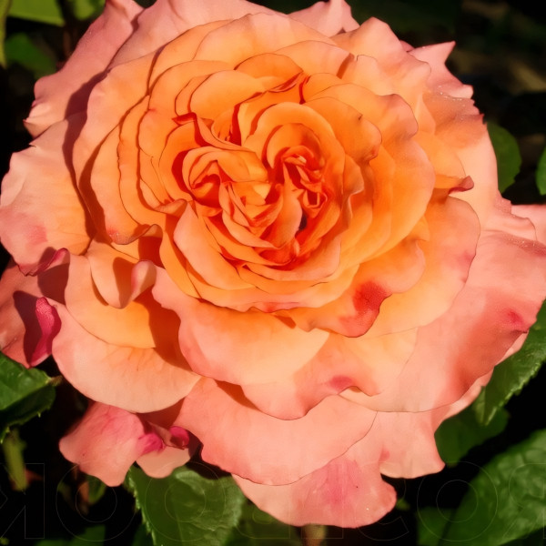 Саженцы Роза чайно-гибридная Августа Луиза