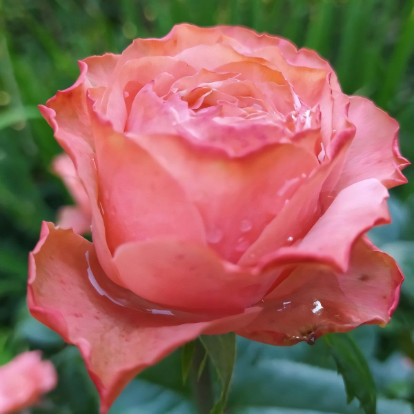 Саженцы Роза чайно-гибридная Кахала