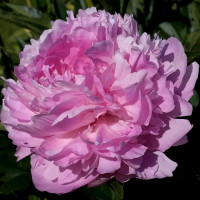 Саженцы Пион Susie Q (Сьюзи Ку)