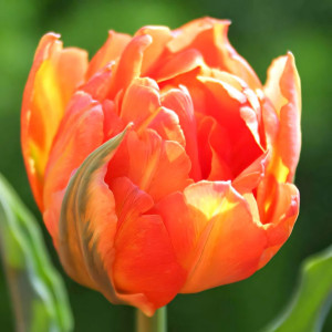 Тюльпан махровый Монте Оранж (в упаковке - 3шт.)