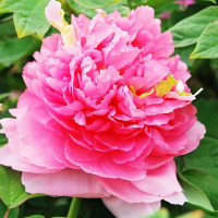 Саженцы Пион Розовое облако